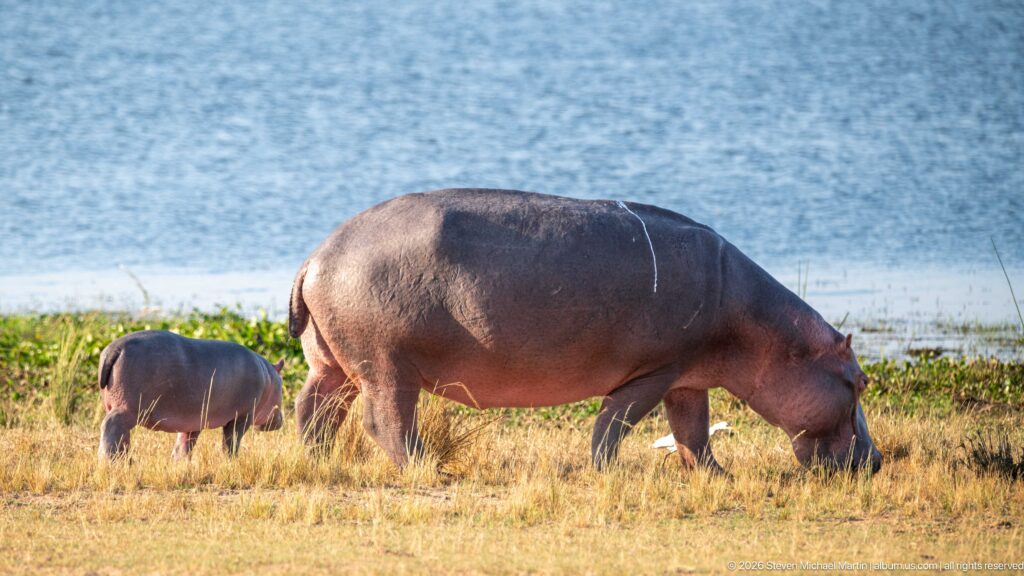 Adult hippopotamus grazing in profile near blue water, with a smaller young hippo behind its hindquarters.