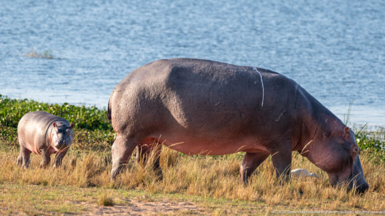 Large adult hippopotamus grazing broadside near water, with a young hippo standing behind at left.