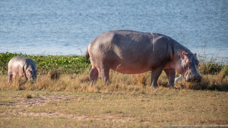 Adult hippopotamus grazing beside blue water with a smaller young hippo behind near green shoreline vegetation.