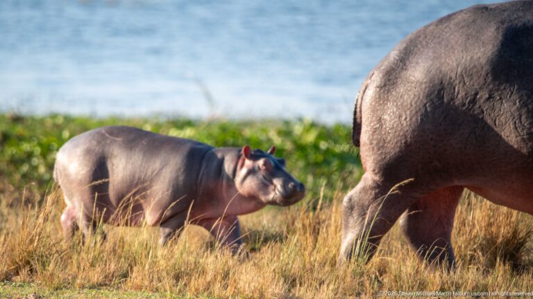Hippopotamus calf standing in grass beside the cropped body of an adult near blue water.