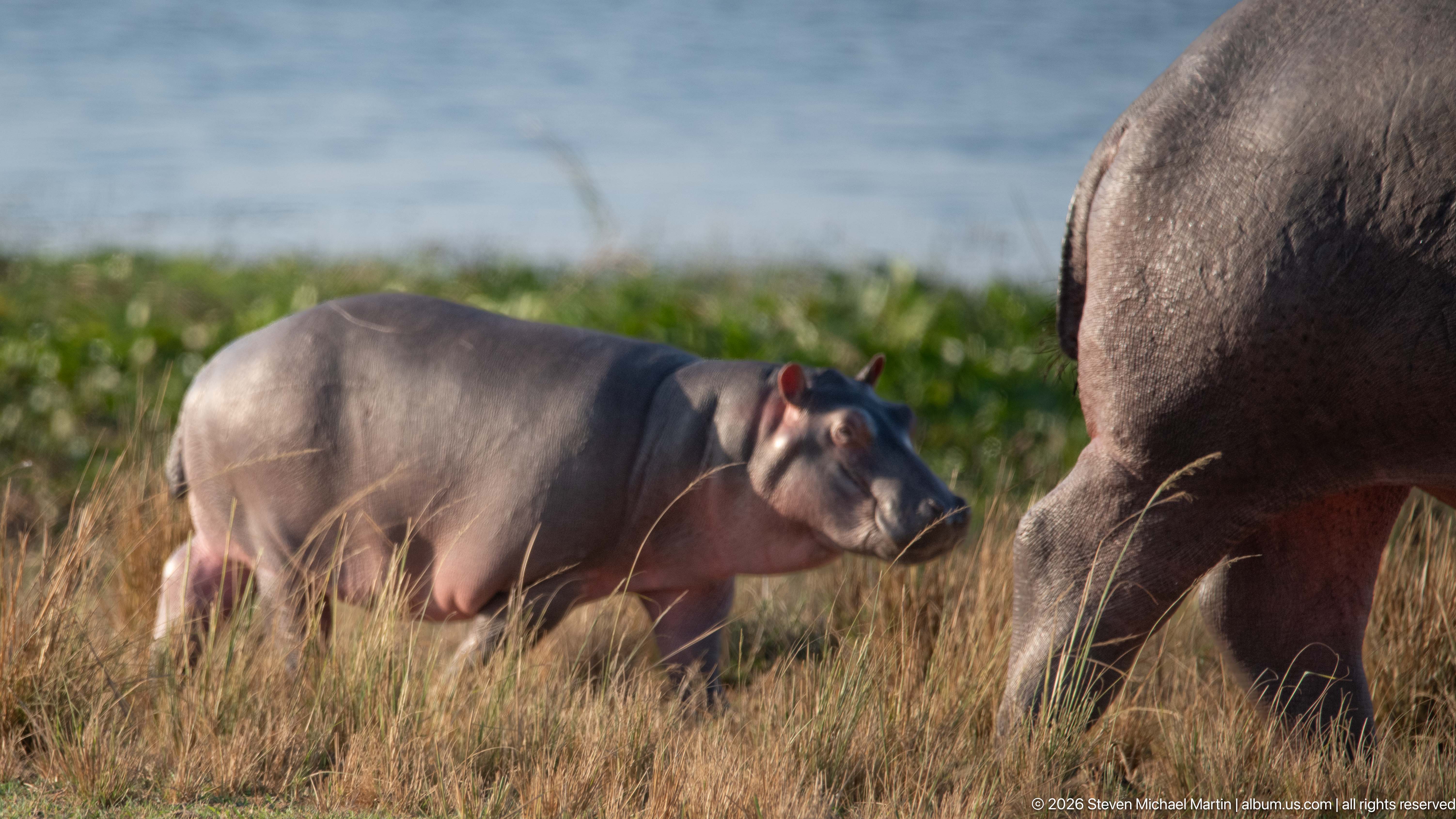 Murchison Falls Game Drive