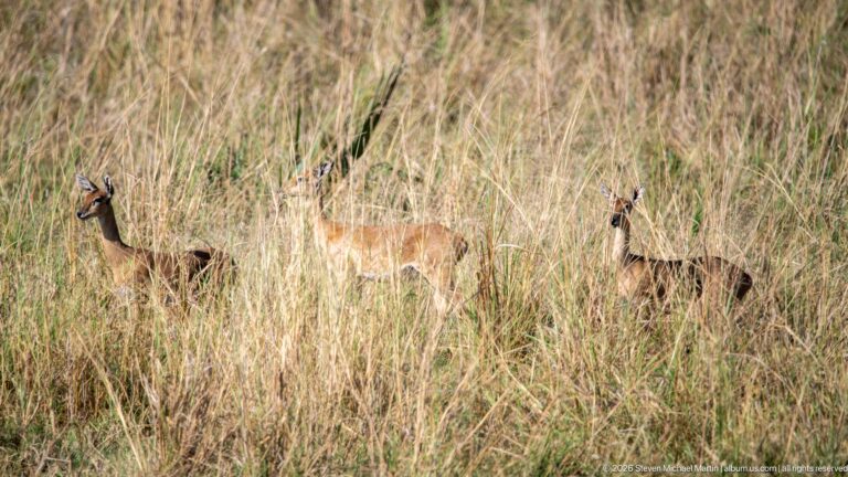 Three Uganda kob partly concealed by tall grass, standing at different depths in the savanna.