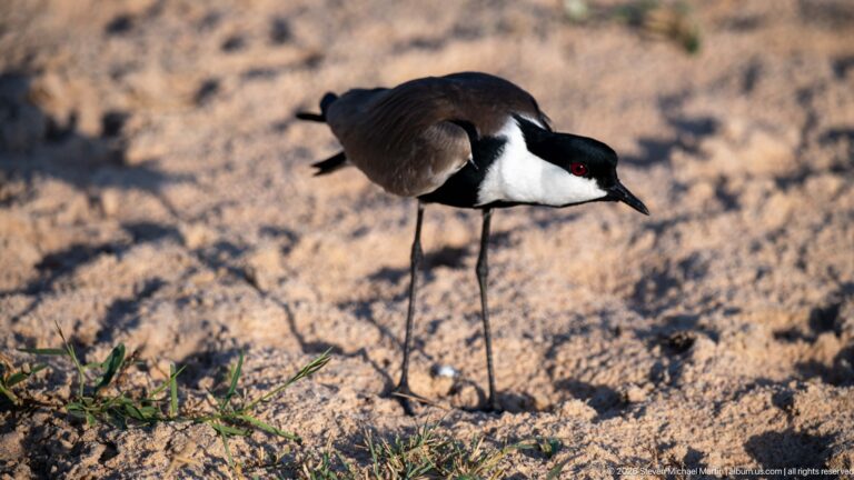Blacksmith lapwing bending forward on sandy ground, red eye and black-and-white plumage visible above long dark legs.