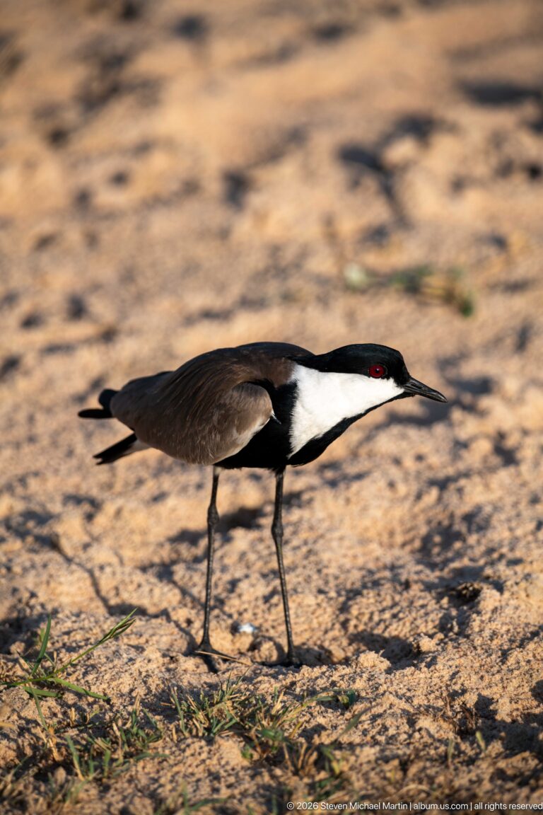 Blacksmith lapwing walking across sandy ground in profile, with black-and-white head and breast pattern, red eye, and long dark legs.