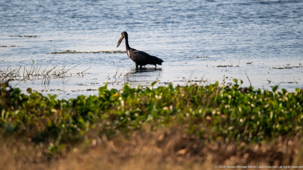 African openbill standing in shallow water beyond floating green vegetation, its dark body, long legs, and gapped bill visible.