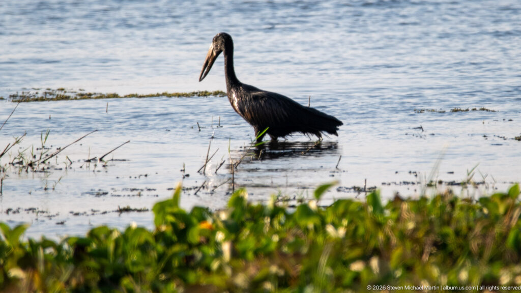 Dark African openbill stork wading in shallow water beside floating green vegetation, with long gapped bill visible in profile.