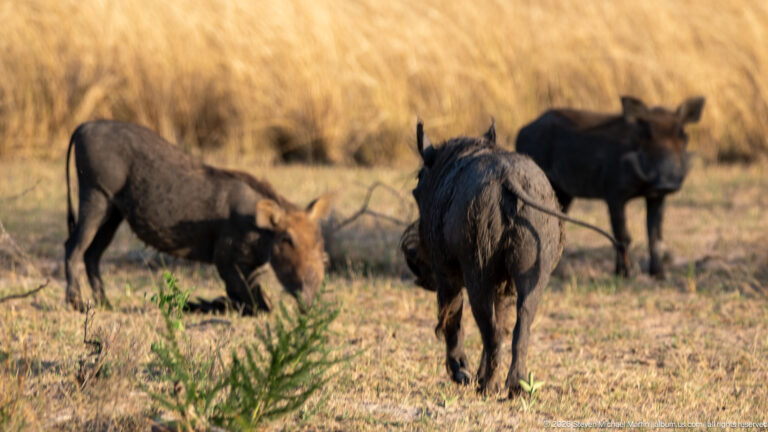 Three common warthogs foraging in dry grass, one facing away in front and two feeding behind.