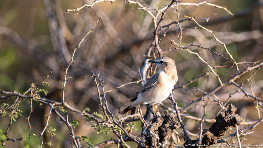 Small pale gray-brown songbird perched among thorny branches, angled toward the camera with pale breast and slim bill visible.
