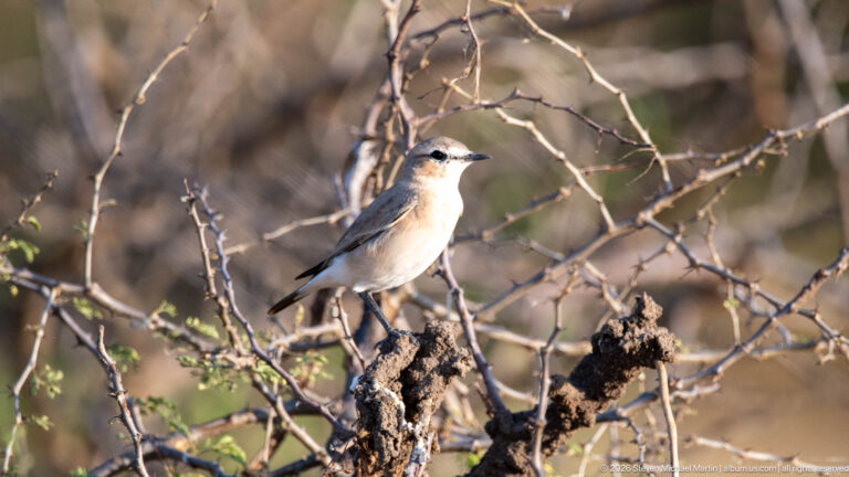 Small pale gray-brown songbird perched on a broken thorny branch, with slim dark bill, pale underparts, and darker wings.