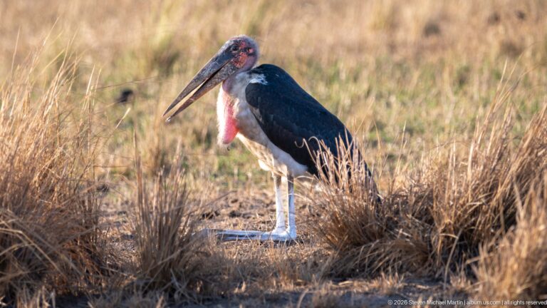 Marabou stork standing among clumps of dry grass, with lowered heavy bill, bare red head, pink throat pouch, and dark wings.