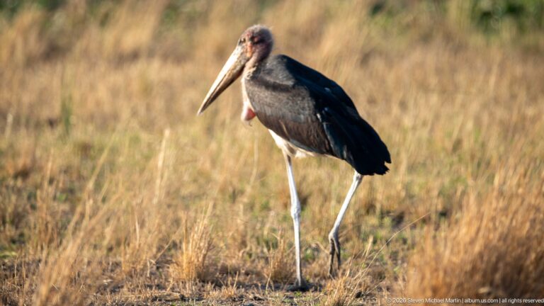 Marabou stork standing upright in dry grass with long pale legs, heavy bill, bare head, pink throat pouch, and dark wings.
