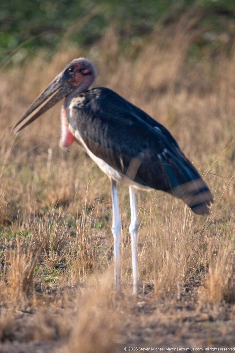 Marabou stork in side profile on dry ground, showing massive bill, bare pink neck, throat pouch, dark wings, and pale legs.