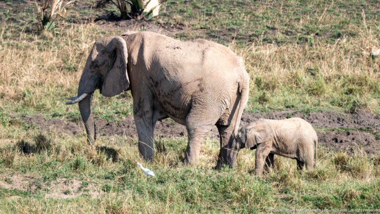 Adult African savanna elephant walking beside a calf across open grassland.