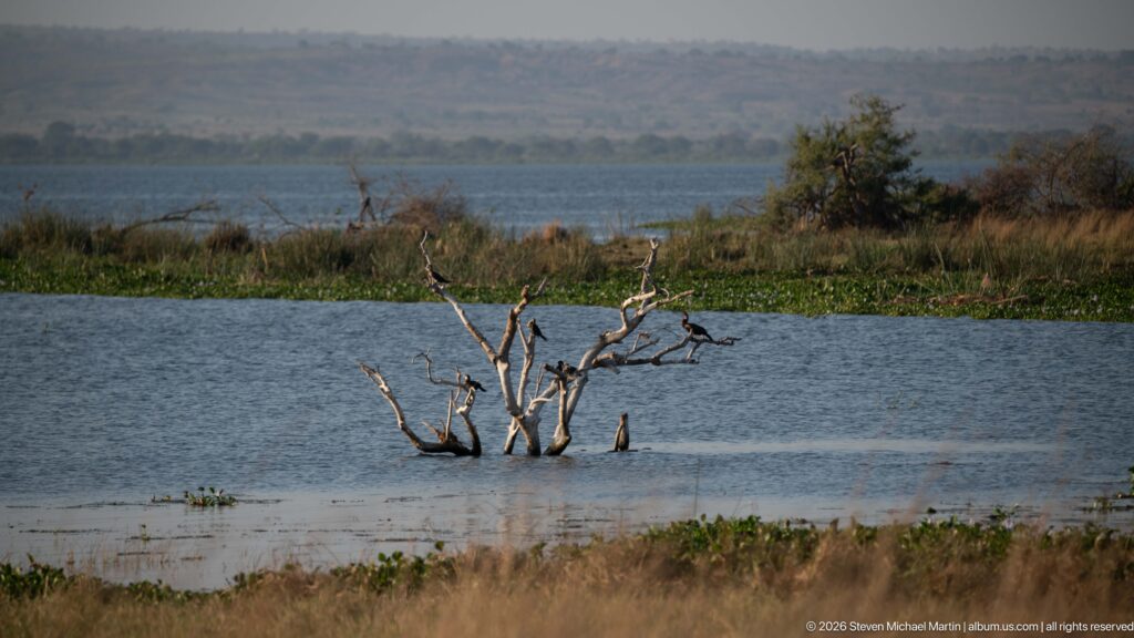 Leafless dead tree standing in shallow water with aquatic vegetation, a wider water body, and distant wooded hills beyond.