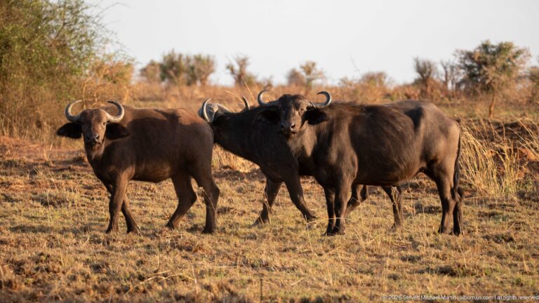 Three African buffalo standing close together in dry savanna, their curved horns and dark heavy bodies facing the camera.