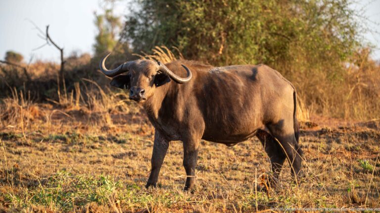 Adult African buffalo standing broadside in dry grass, facing the camera with heavy curved horns and dark body.