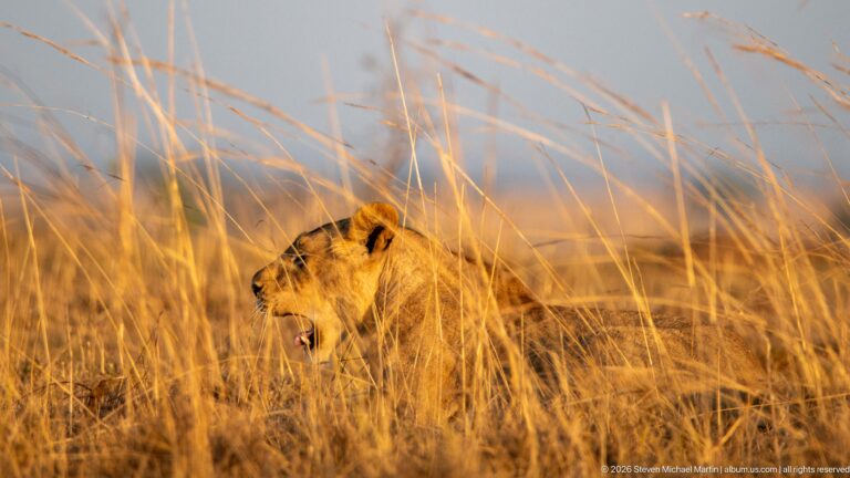 Lioness partly hidden in tall golden grass, facing left with head and shoulders visible above the stems.