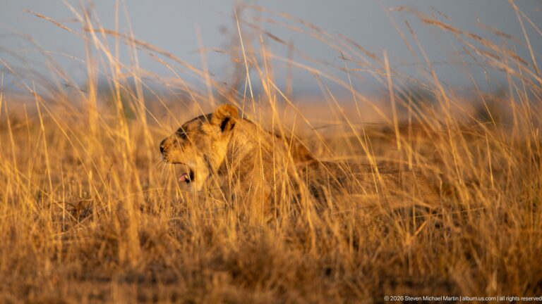 Lioness facing left with only head and upper neck visible above dense tall golden grass.
