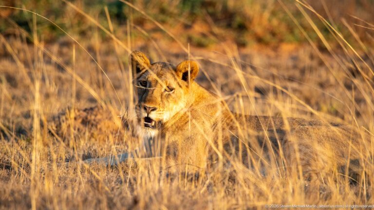 Close view of a seated lioness looking forward through dry grass, with mouth slightly open and ears upright.