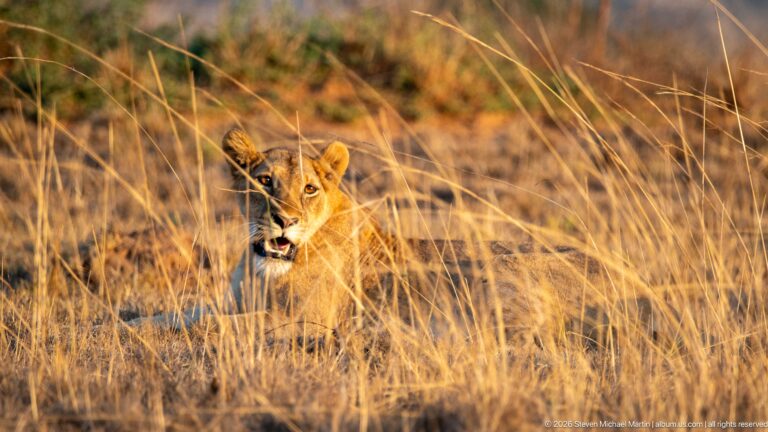 Lioness sitting in tall dry grass and looking toward the camera with mouth closed and ears forward.