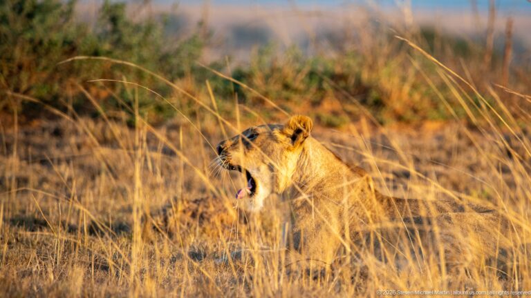 Seated lioness yawning in profile among tall golden grass, with open mouth, curled tongue, and tawny shoulder visible.
