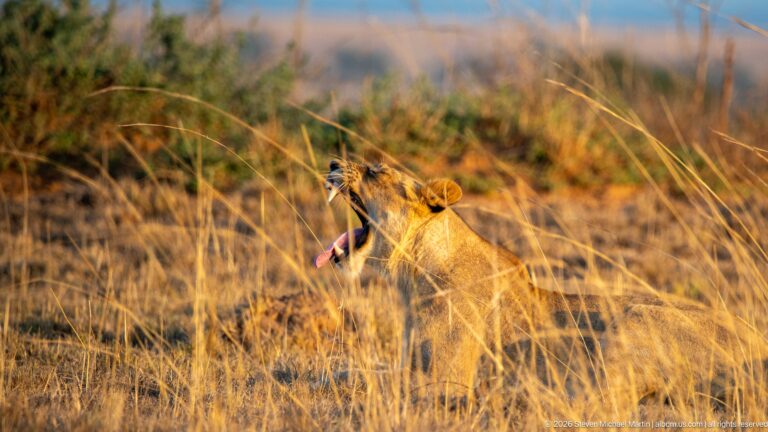 Profile of a lioness in tall grass with head raised, mouth open, and tongue extended during a yawn.