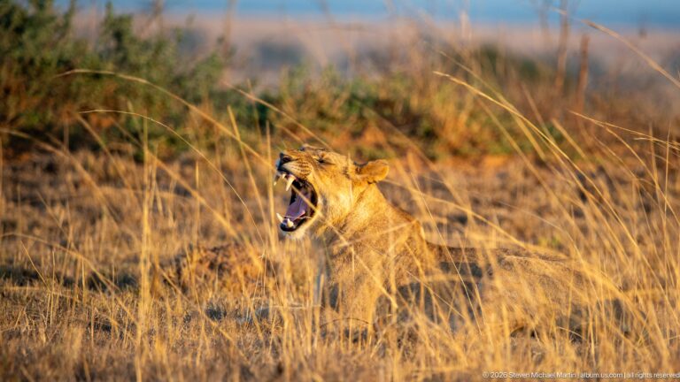 Lioness seated in tall dry grass with jaws opened in a wide yawn, teeth visible in warm low sunlight.