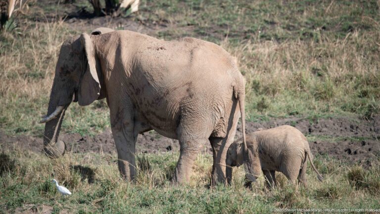 Adult African savanna elephant standing with a small calf while a white egret forages nearby.