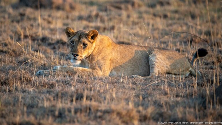 Adult lioness lying in dry golden grass with head raised toward the camera and dark tail tuft visible behind.
