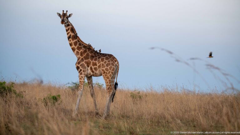 Giraffe standing on a grassy rise with its head out of frame, showing patterned torso and long pale lower legs.
