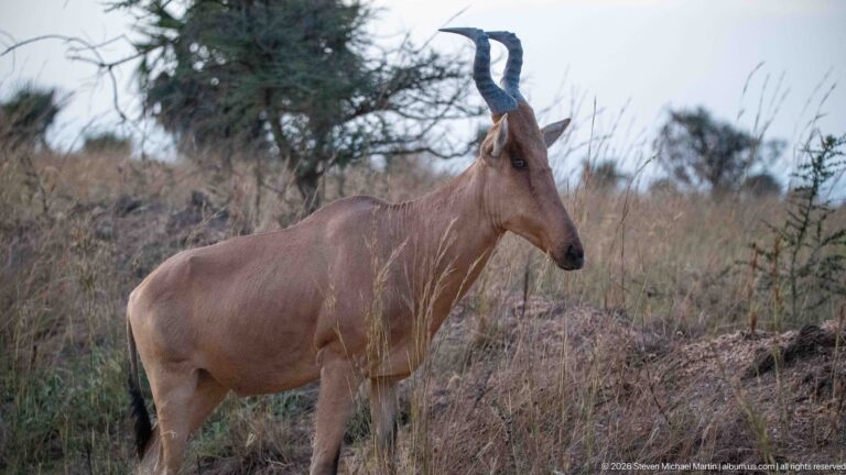 Profile of a hartebeest in dry grass, with elongated face, high shoulders, sloping back, and curved horns.