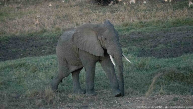 African bush elephant walking through grass at a three-quarter angle, trunk lowered and uneven tusks visible.
