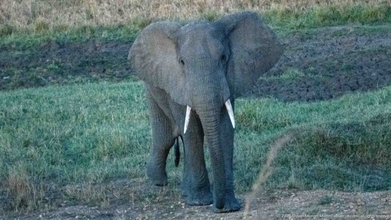 Adult African bush elephant facing forward in short grass, with relaxed ears, hanging trunk, and two visible tusks.