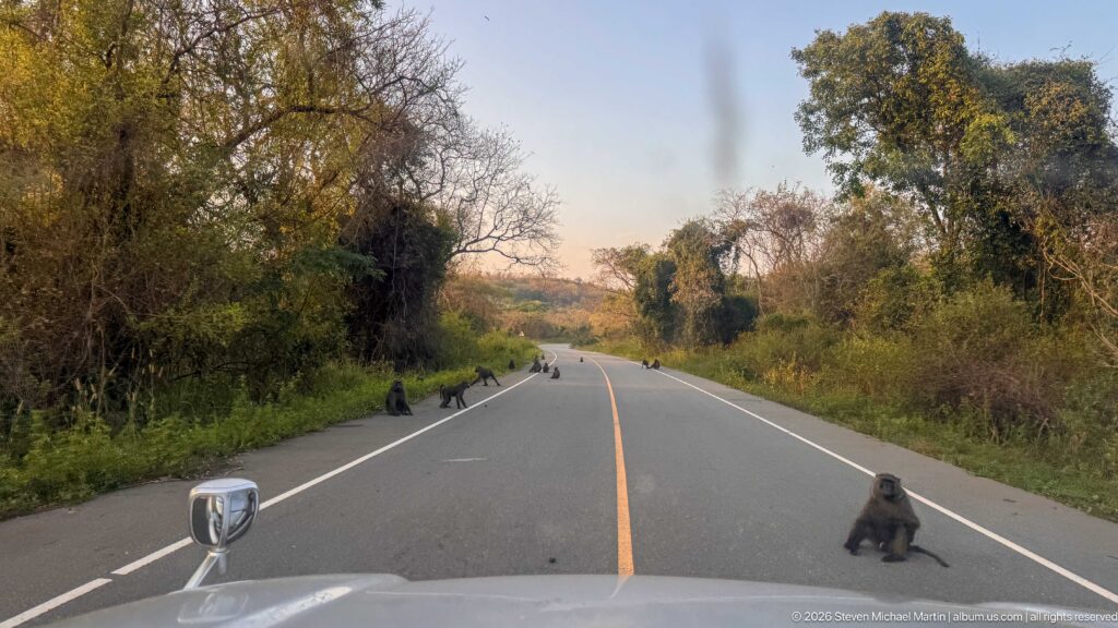 Baboons scattered across a paved park road, including one seated in the right lane ahead of a safari vehicle.