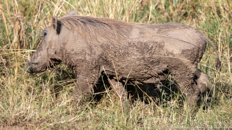 Mud-coated common warthog walking through grass in side profile.