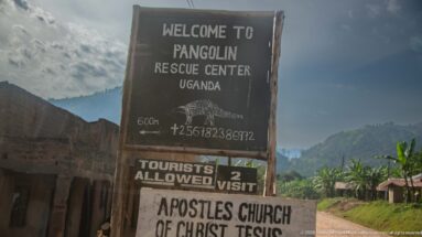 Roadside sign reads “WELCOME TO PANGOLIN RESCUE CENTER UGANDA,” with a pangolin drawing, arrow, and visitor notice.