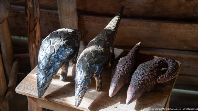 Four preserved pangolin specimens stand on a wooden table, showing overlapping scales, tapered bodies, and long tails.