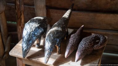 Four preserved pangolin specimens stand on a wooden table, showing overlapping scales, tapered bodies, and long tails.
