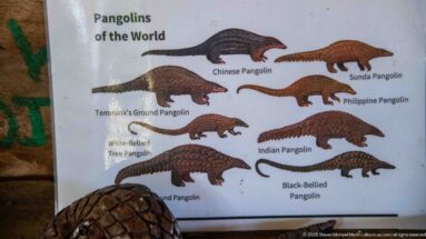 Educational poster with labeled illustrations of multiple world pangolin species, partly obscured at bottom by a scaled display object.