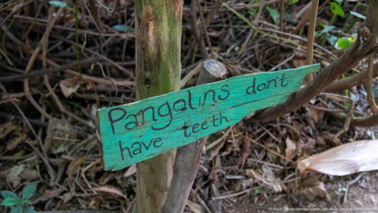 Turquoise hand-painted sign on a wooden stake reading “Pangolins don't have teeth” beside forest vegetation.