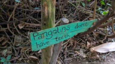 Turquoise hand-painted sign on a wooden stake reading “Pangolins don't have teeth” beside forest vegetation.