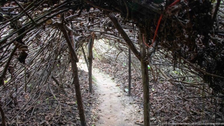 Narrow dirt trail passing beneath a low tunnel of interlaced dry stems toward a brighter forest opening.