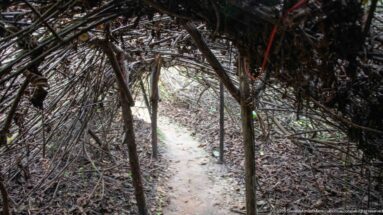 Narrow dirt trail passing beneath a low tunnel of interlaced dry stems toward a brighter forest opening.