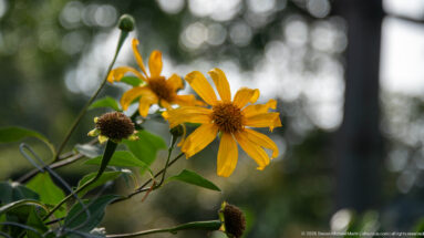 Yellow daisy-like flowers and spent seed heads on green stems against a softly blurred woodland background.