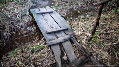 Weathered narrow plank footbridge with crosspieces spanning a shallow forest channel amid dry bamboo leaves.