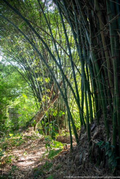 Narrow dirt path curving beside tall arching bamboo culms toward sunlit green vegetation.
