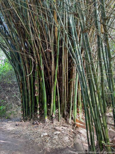 Dense cluster of tall green and brown bamboo culms rising and leaning outward from a tightly packed base.