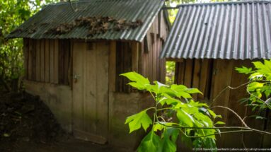 Two small timber outbuildings with corrugated metal roofs and wooden doors in deep forest shade.