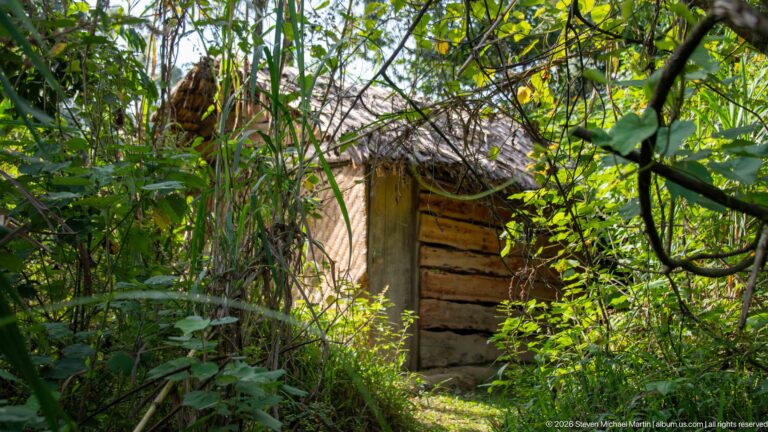 Small rustic timber shelter with plank doorway partly hidden by dense vines and green forest vegetation.