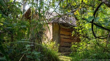 Small rustic timber shelter with plank doorway partly hidden by dense vines and green forest vegetation.